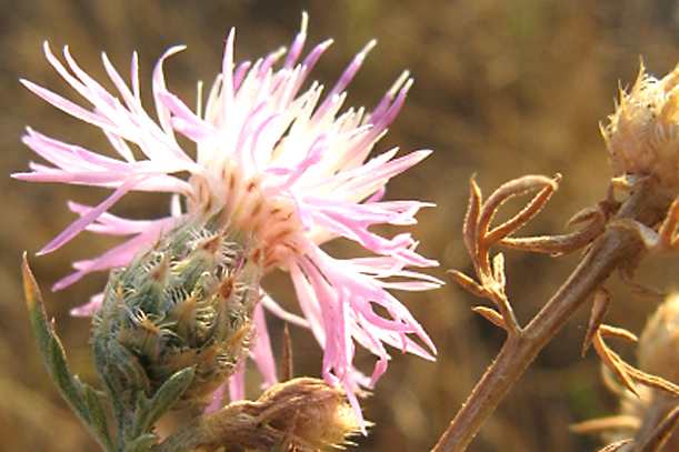 Centaurea stoebe / Fiordaliso dei pascoli